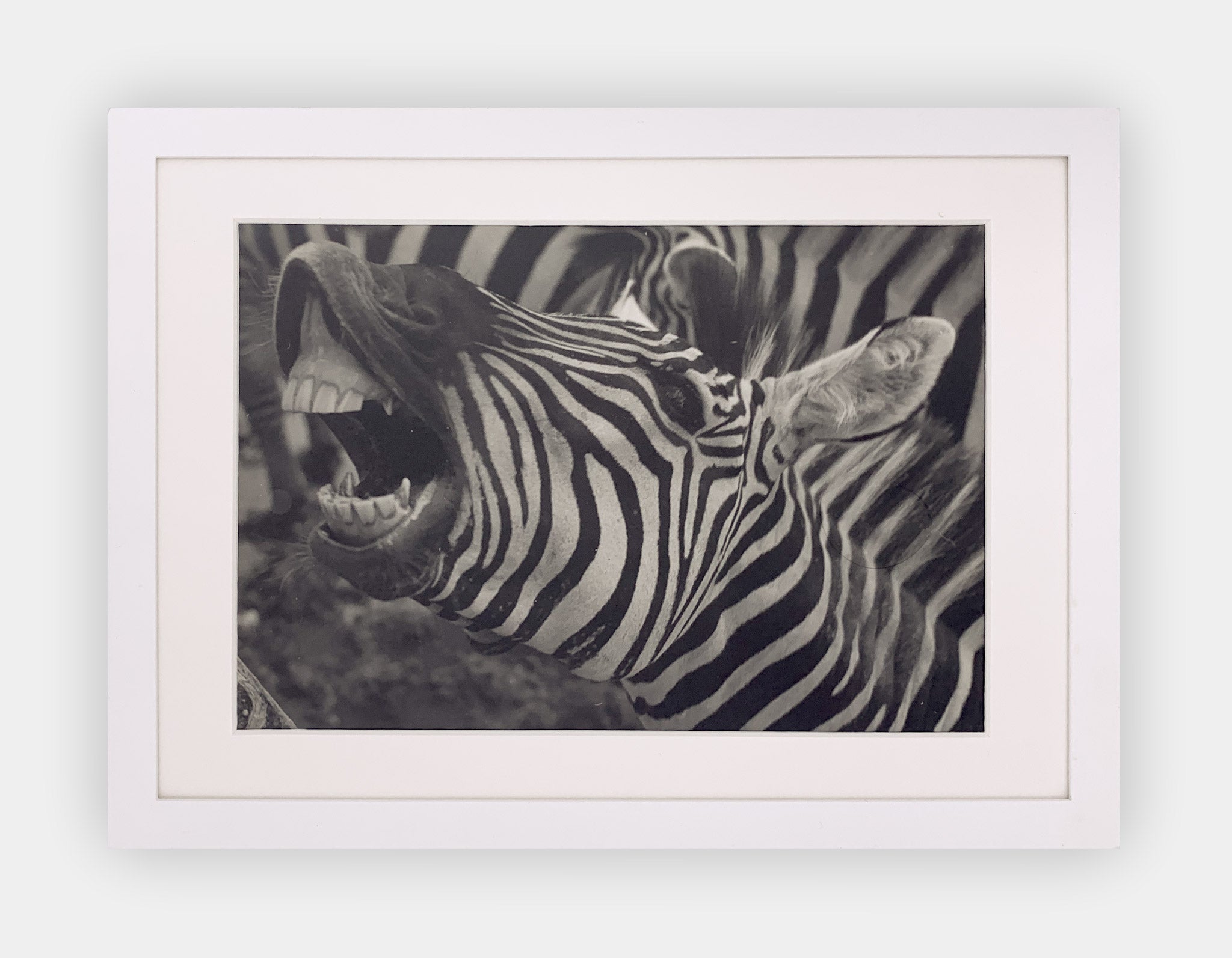 GERT MÄHLER | Zebra