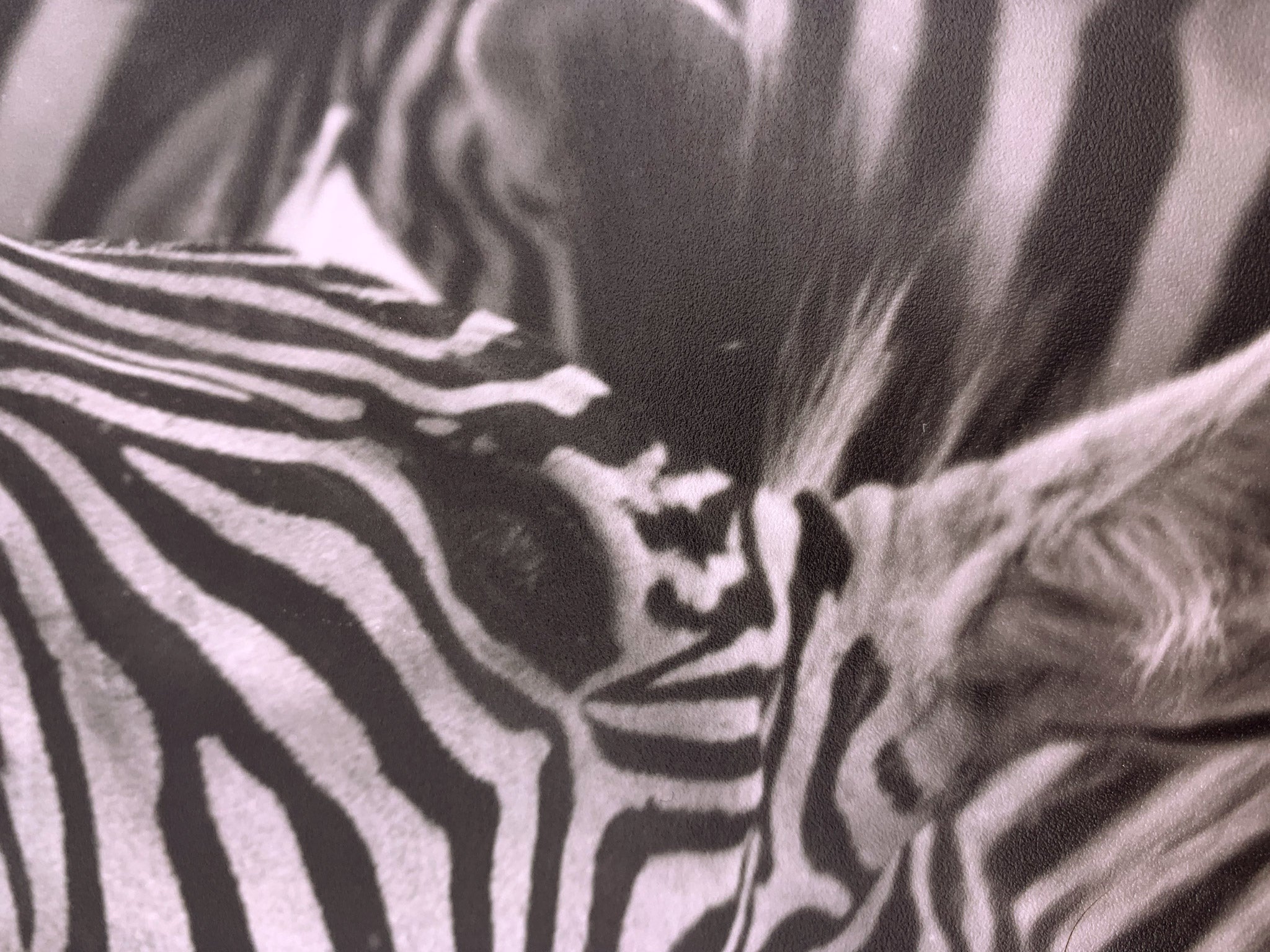 GERT MÄHLER | Zebra